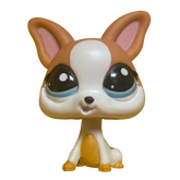 #2072 Chihuahua